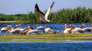 Colonia-de-pelicani-deltaholiday.ro