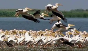 Pelicani deltaholiday.ro